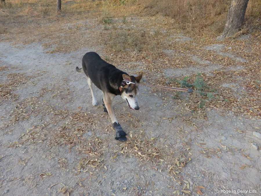 chetan in action measuring the field for next season 72dpi 1200 wm